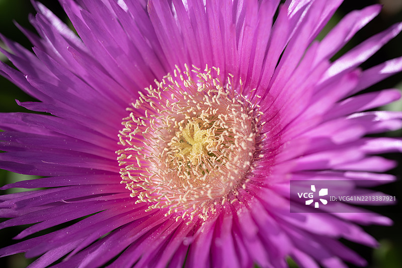 全景展示粉色的海石竹图片素材