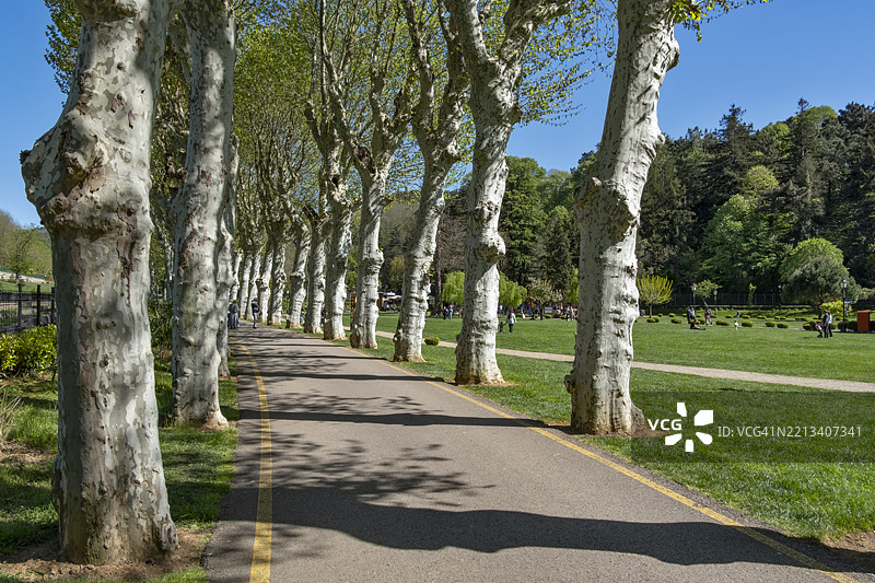 土耳其伊斯坦布尔贝伊科兹玻璃与水晶博物馆花园中的宁静树影图片素材