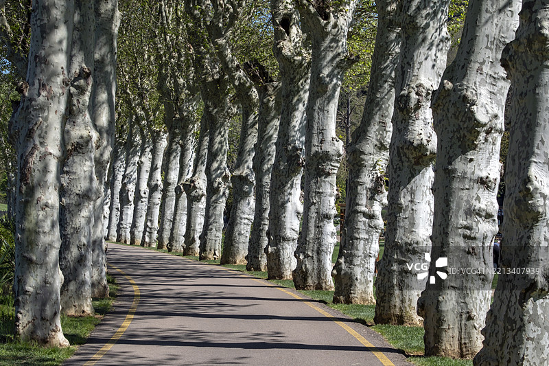 土耳其伊斯坦布尔贝伊科兹玻璃与水晶博物馆花园中的宁静树影图片素材