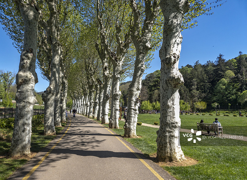 土耳其伊斯坦布尔贝伊科兹玻璃与水晶博物馆花园中的宁静树影图片素材
