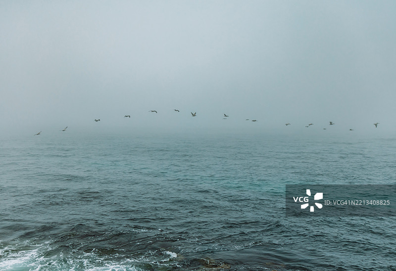 鸟儿在水面上飞翔图片素材