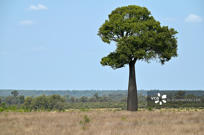 一棵孤独而美丽的大波阿布树图片素材