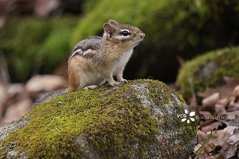 森林中岩石上的花栗鼠图片素材