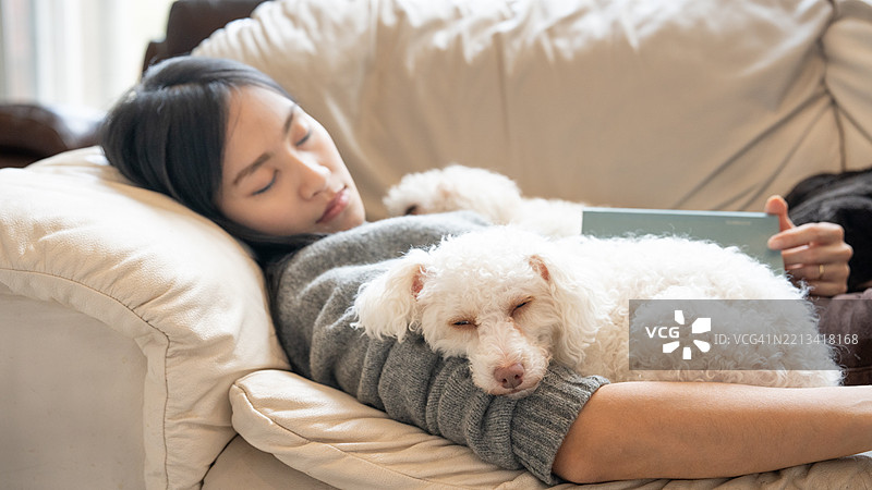 现代美国家庭中的毛茸茸白色贵宾犬。图片素材