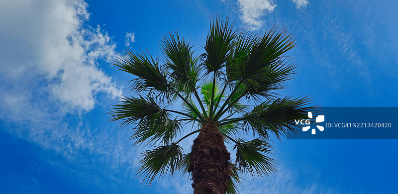 向上仰视的棕榈树图片素材