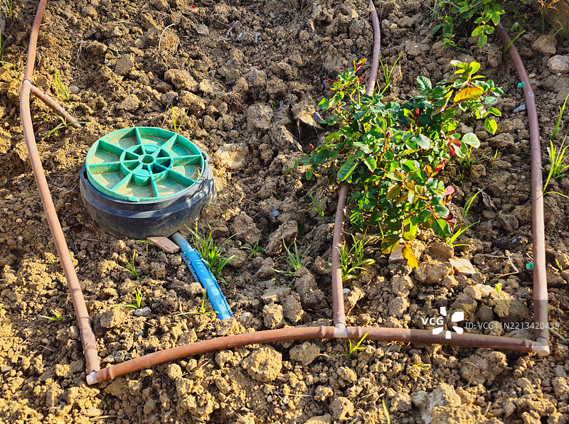 滴灌系统。图片素材