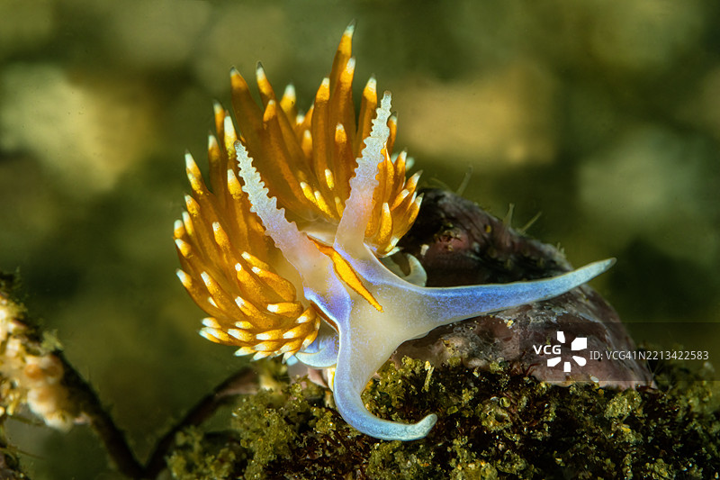 海兔15Jan25-25图片素材