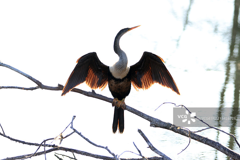 鸬鹚栖息在树枝上，翅膀在明亮的阳光下晾干图片素材
