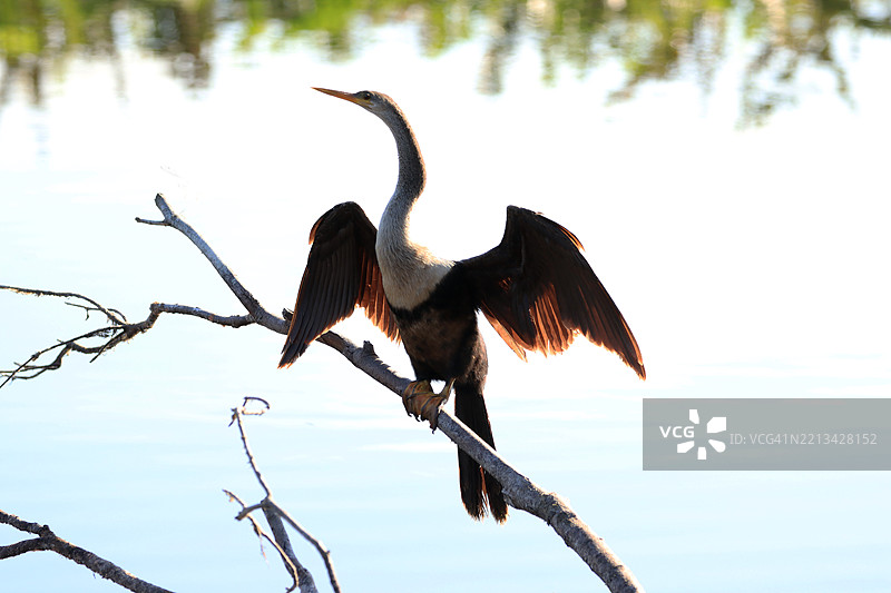 一只水鸡栖息在树枝上，翅膀在明亮的阳光下晾干。图片素材