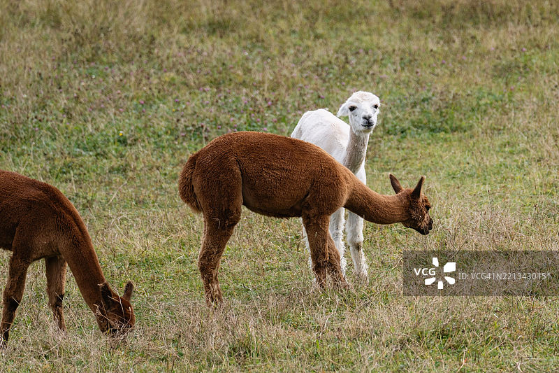 一群在户外吃草的羊驼图片素材