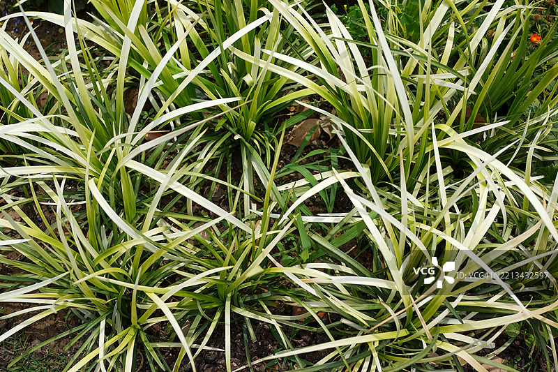 全景展示了紫露草（Liriope muscari）图片素材