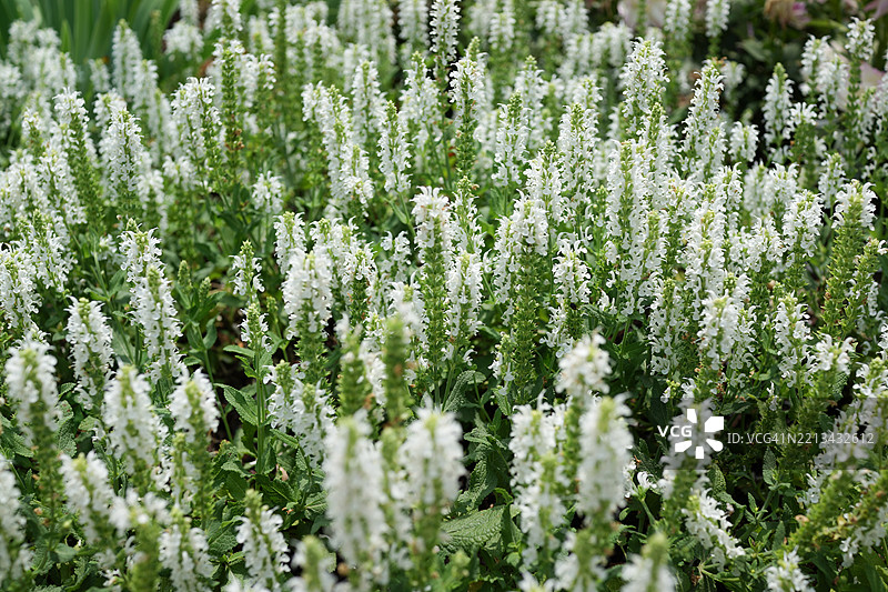 鼠尾草全景图片素材