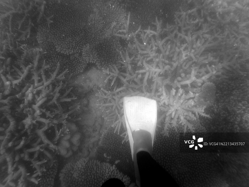 潜水员几乎用鳍碰到活珊瑚图片素材