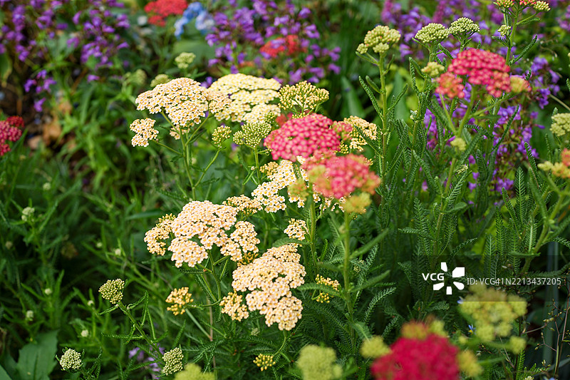 加勒比海牛奶草的花头图片素材