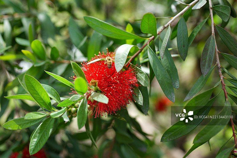 卡利斯特蒙·康博因恩西斯图片素材