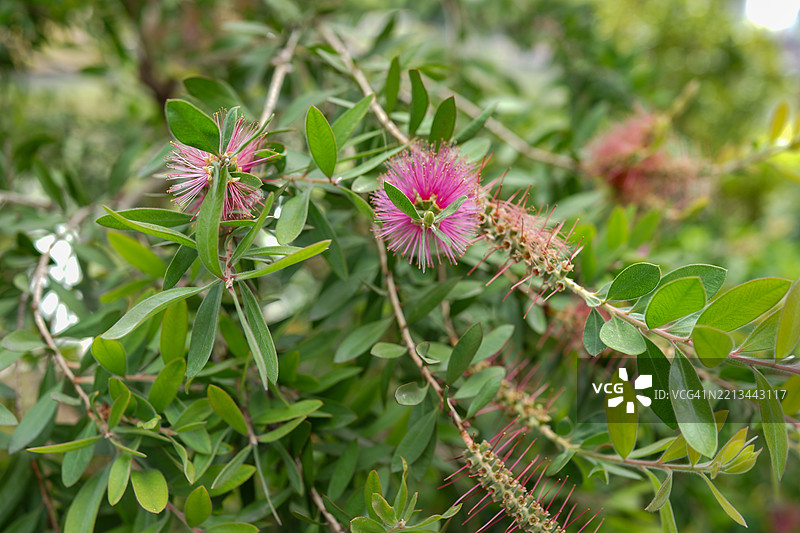 卡利斯特蒙·康博因恩西斯图片素材