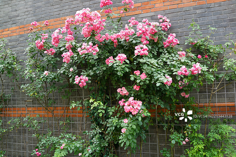 砖墙前的攀爬玫瑰图片素材