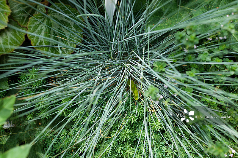 蓝色羊茅图片素材