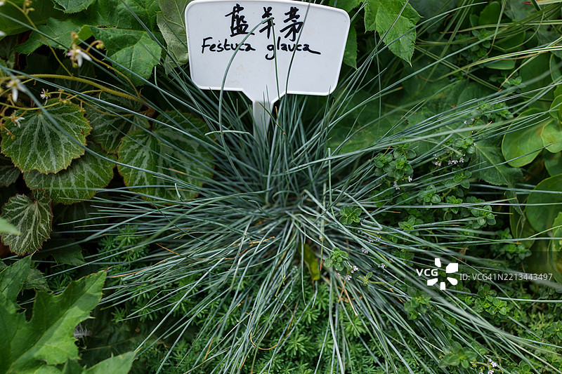 蓝色羊茅图片素材