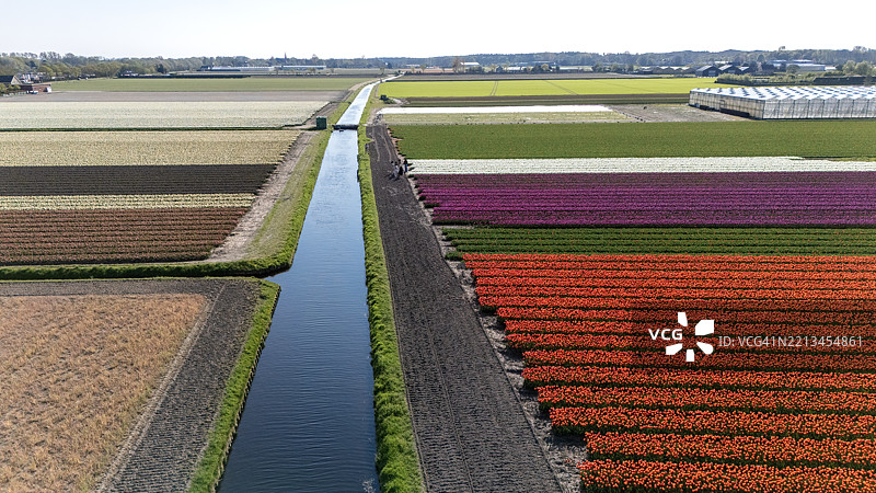 荷兰乡村的空中无人机景观，春季的农田和花卉色彩斑斓图片素材