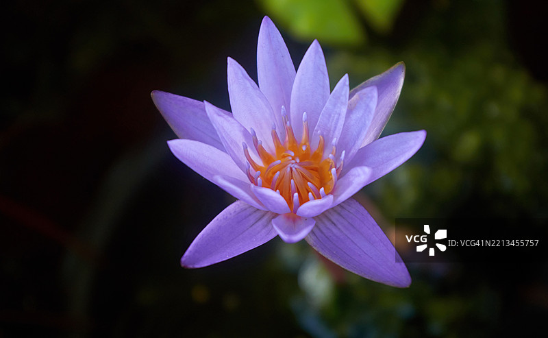 盛开的紫色莲花特写图片素材