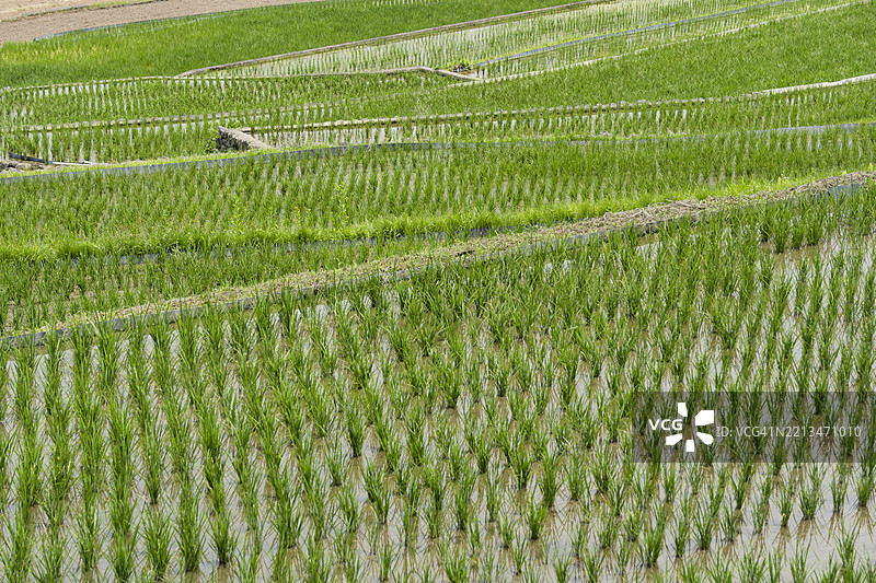 春季新移植秧苗的梯田稻田图片素材