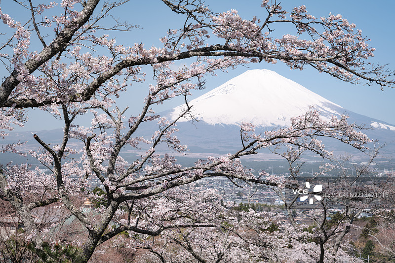 樱花环绕的富士山图片素材