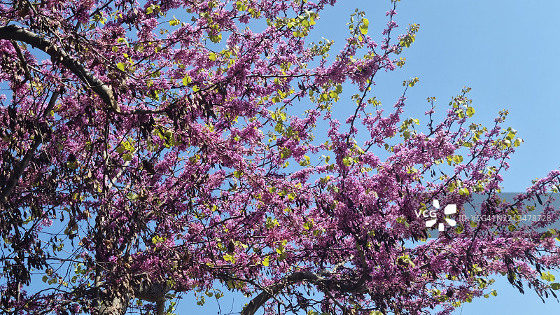犹大树或地中海红花紫荆（Cercis siliquastrum）在希腊开花图片素材
