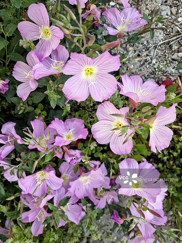 粉色黄昏酢浆草或粉色女士或华丽黄昏酢浆草（Oenothera speciosa）在希腊奥林匹亚开花图片素材