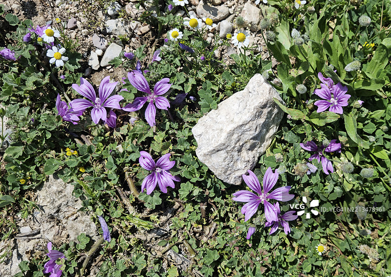 希腊的常见锦葵（Malva sylvestris）开花图片素材