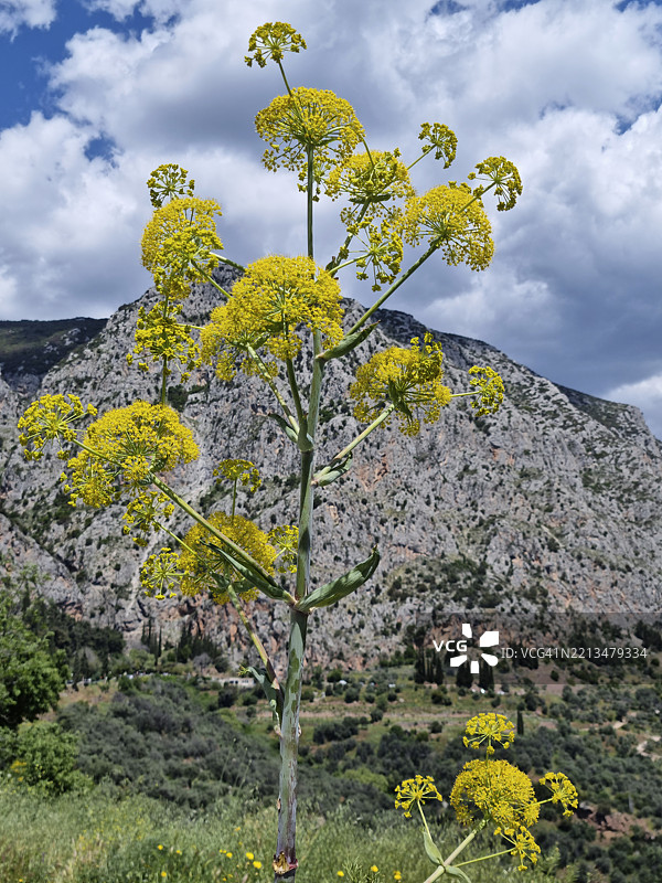 希腊德尔菲的毒性毛根胡萝卜（Thapsia villosa）或致命海茴香开花图片素材