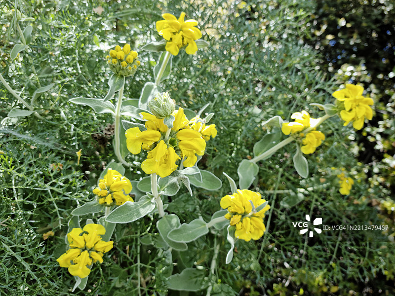 希腊德尔菲的毛茸茸的狐狸尾巴（Phlomis floccosa）开花图片素材