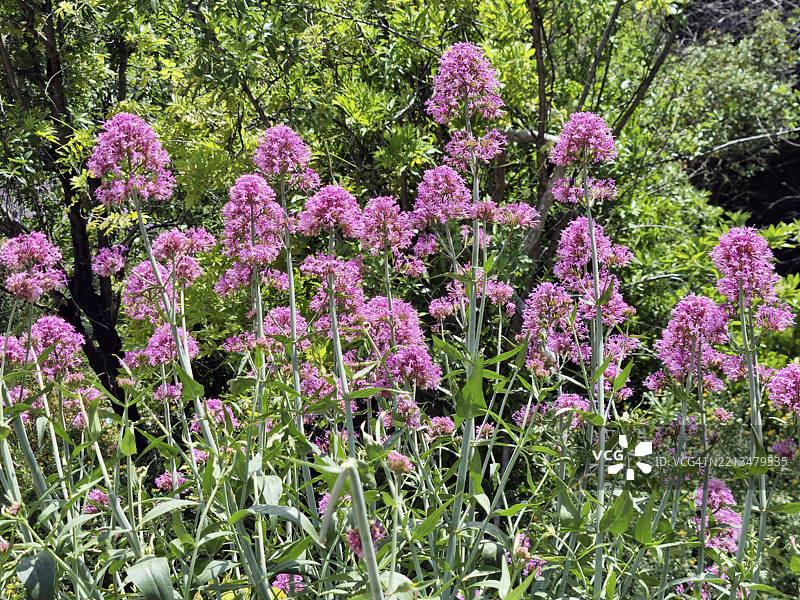 红缬草（Valeriana rubra）在希腊德尔菲开花图片素材
