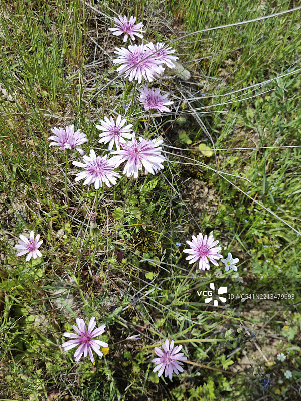 红色鹰嘴花或粉色鹰嘴花（Crepis rubra）在希腊卡兰巴卡开花图片素材