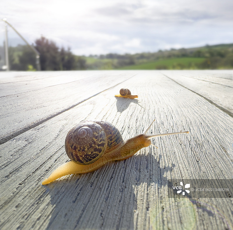 两只蜗牛在甲板上比赛图片素材