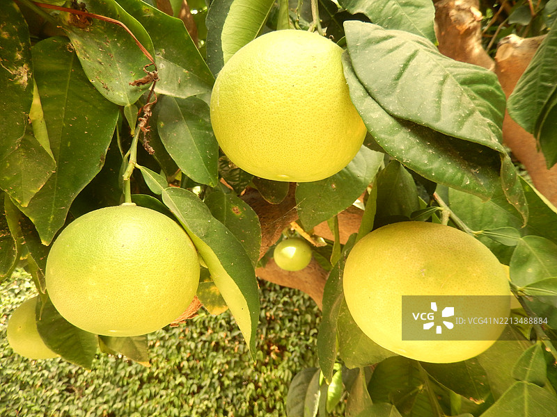 三颗葡萄柚挂在葡萄柚树上，在马蒂尔德·扎尔的花园里成熟。图片素材