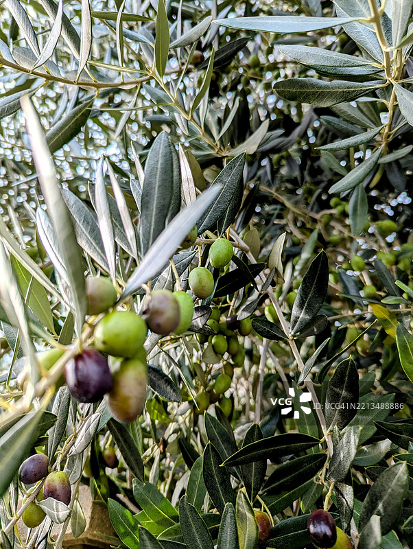 绿色和黑色橄榄挂在橄榄树枝上，选择性对焦图片素材