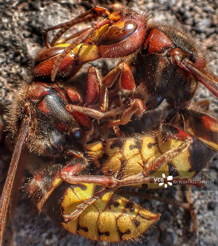 欧洲大黄蜂 (Vespa crabro)图片素材