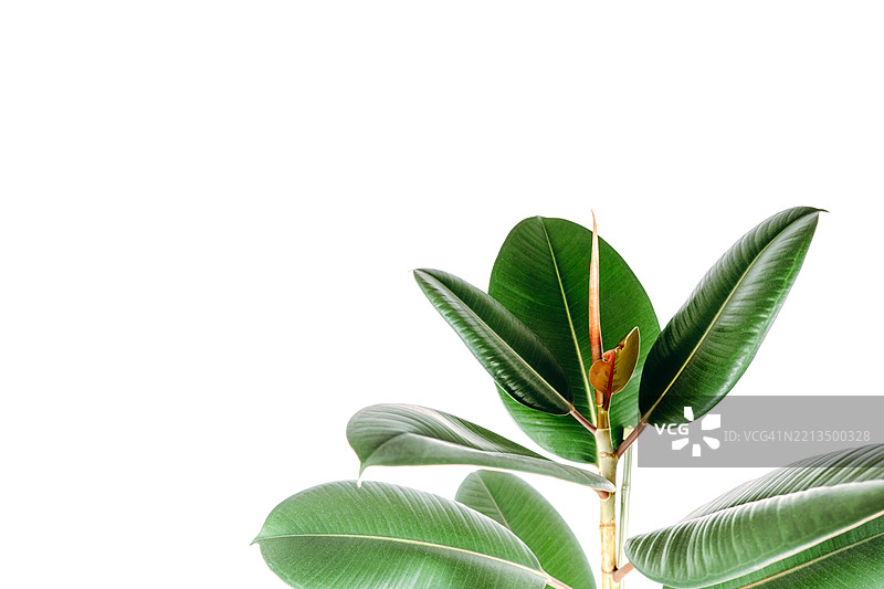 白色背景上的家居植物榕树。橡胶树叶。图片素材