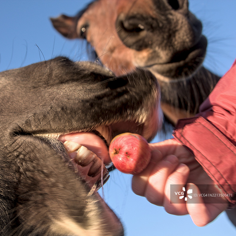马张嘴准备咬一个苹果图片素材