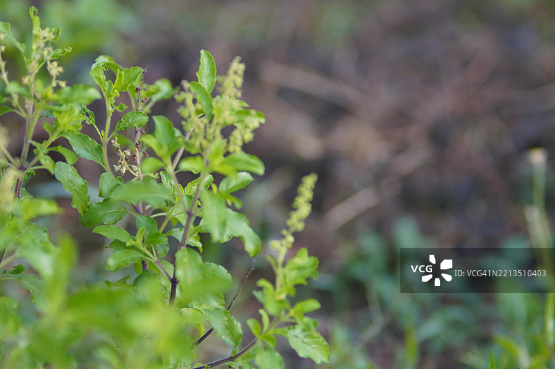 泰国圣罗勒（Ocimum tenuiflorum sanctum）或称为Tulsi kaphrao，直立的绿色植物，花朵在自然背景的花园中盛开。图片素材