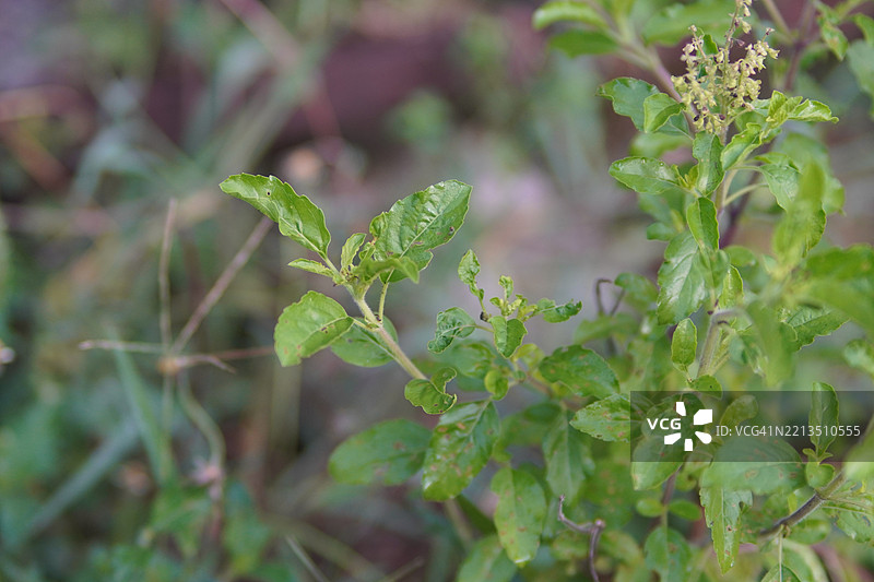 泰国圣罗勒（Ocimum tenuiflorum sanctum）或称为Tulsi kaphrao，直立生长，绿叶蔬菜，花朵在自然背景的花园中盛开。图片素材