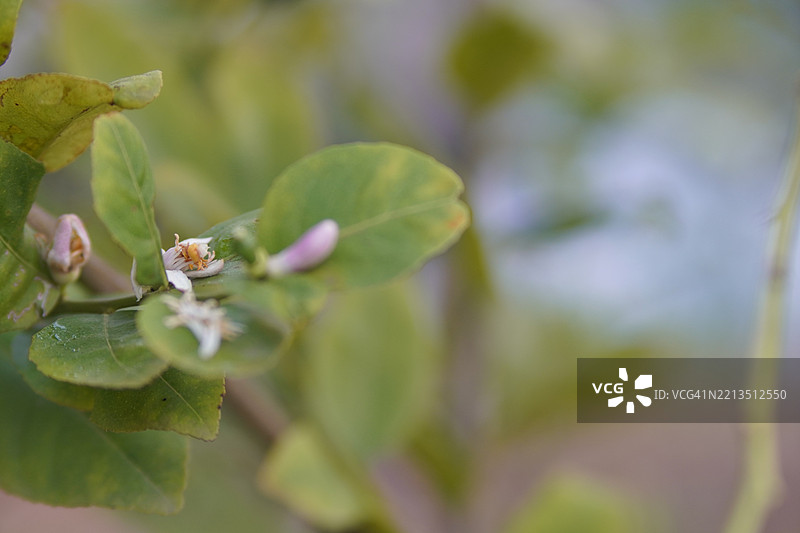 模糊自然背景中的树上柠檬，植物酸味水果青绿色蔬菜图片素材