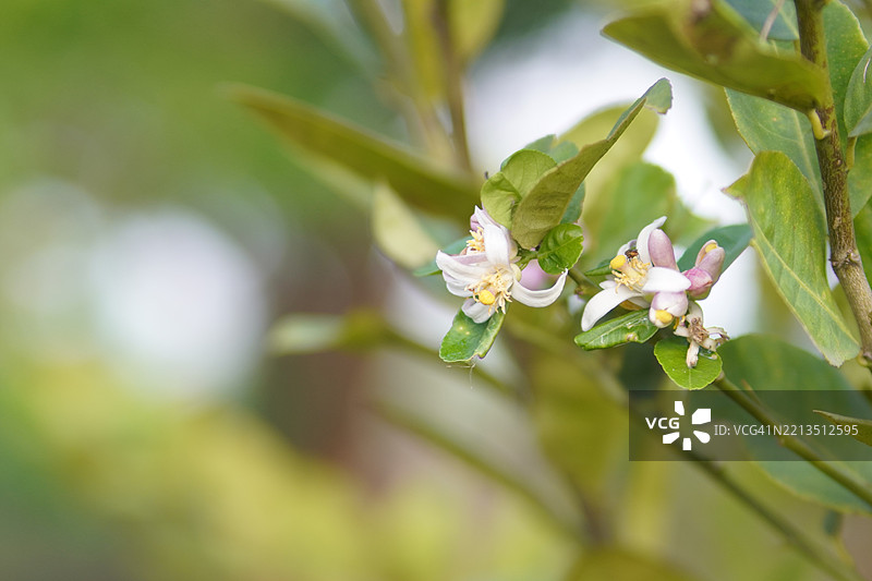 模糊自然背景中的树上柠檬，植物酸味水果青绿色蔬菜图片素材