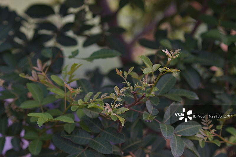 巴西胡椒树图片素材