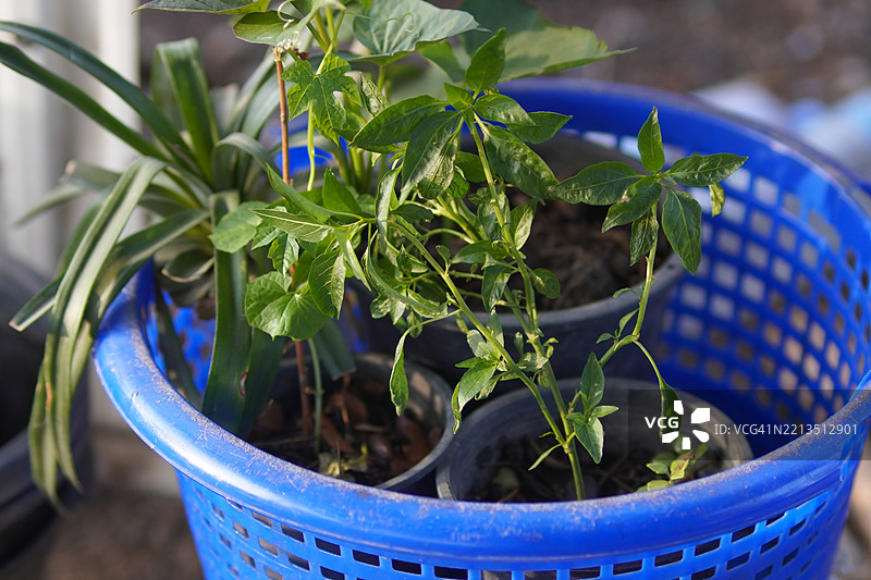 辣椒幼苗图片素材