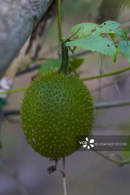 橙色皮肤的苦瓜果实图片素材