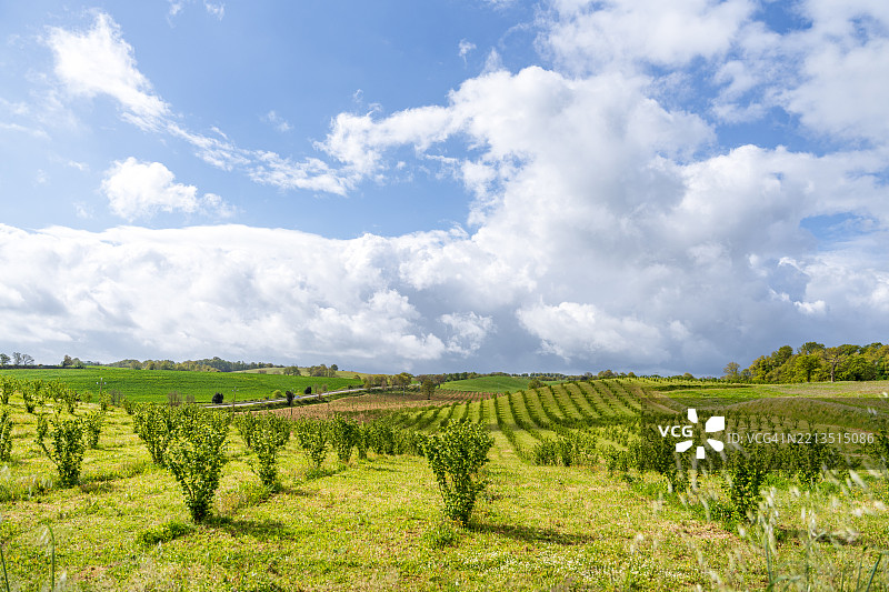 年轻的树木在阴云密布的天空下的田野中成排生长。图片素材