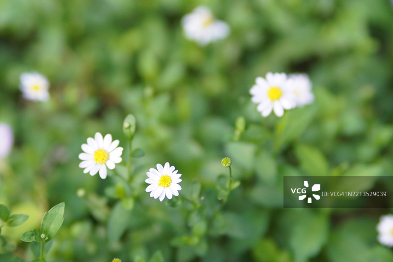 常见雏菊，白色和黄色的花朵在花园中绽放，背景模糊的自然环境为文案创作者提供空间。图片素材
