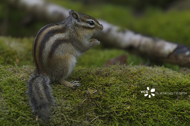 荷兰北布拉班特省蒂尔堡森林中的西伯利亚花栗鼠（Eutamias sibiricus）图片素材